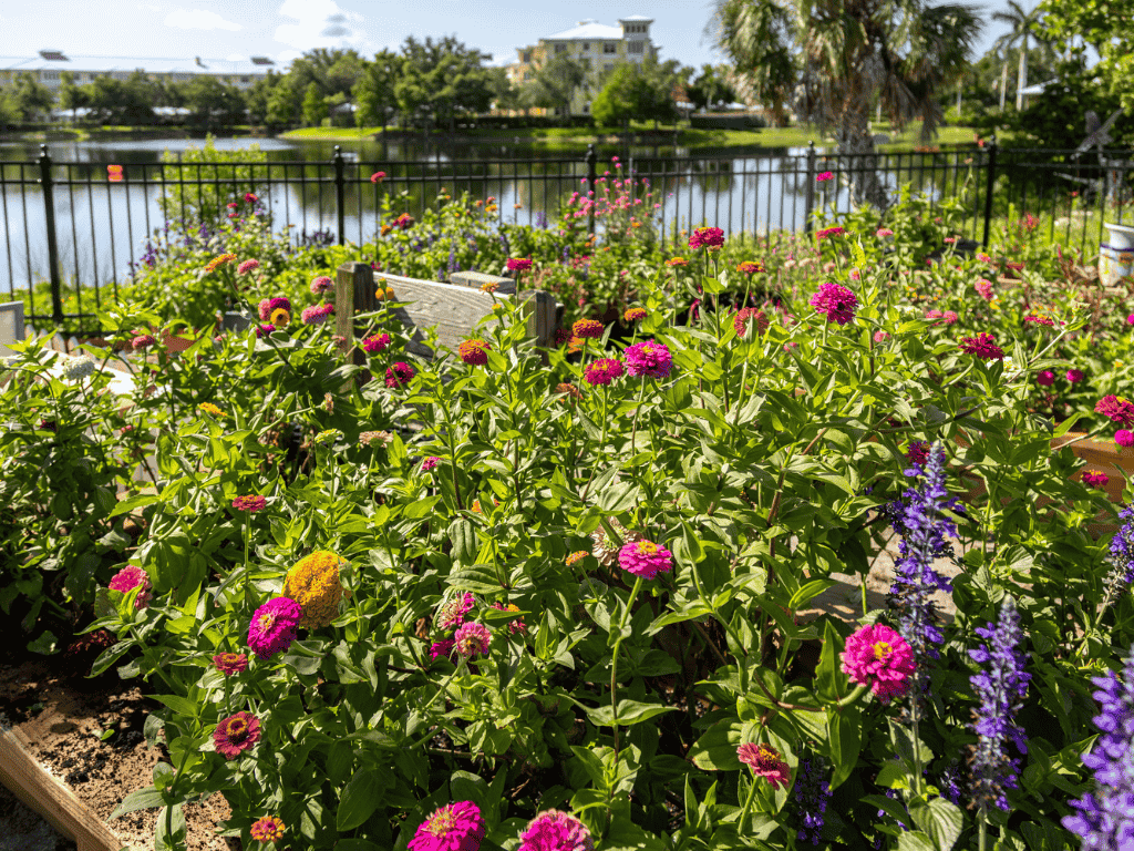 Garden
